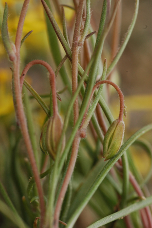 Изображение особи Gagea bulbifera.