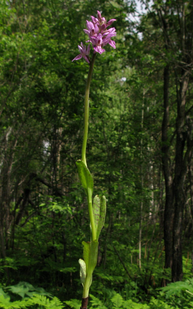 Image of Dactylorhiza sibirica specimen.