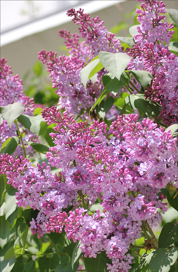 Image of Syringa vulgaris specimen.