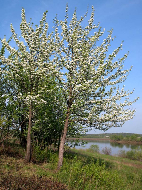 Image of Pyrus pyraster specimen.