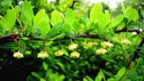 Berberis thunbergii