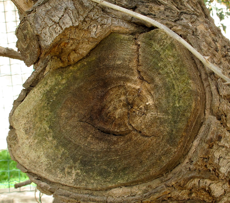 Изображение особи Erythrina crista-galli.