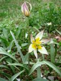 Tulipa bifloriformis