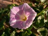 Calystegia soldanella