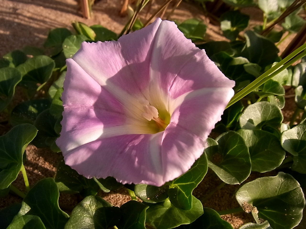 Image of Calystegia soldanella specimen.