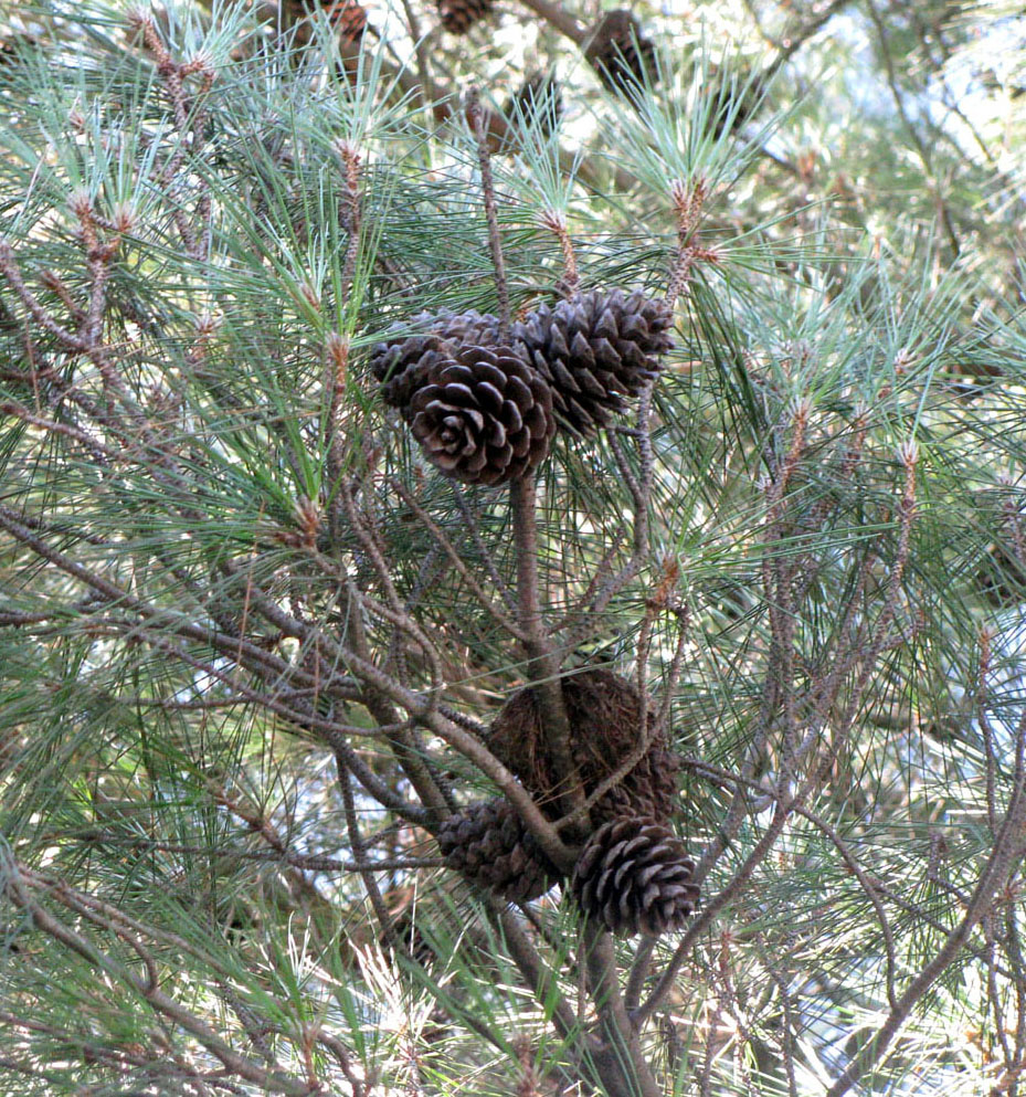 Изображение особи Pinus pityusa.