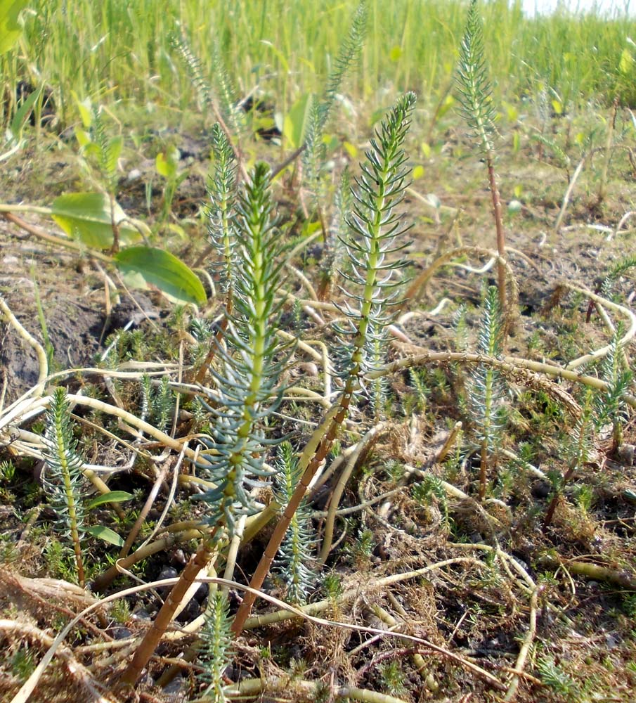 Изображение особи Hippuris vulgaris.