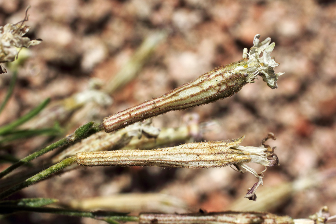 Image of Silene guntensis specimen.