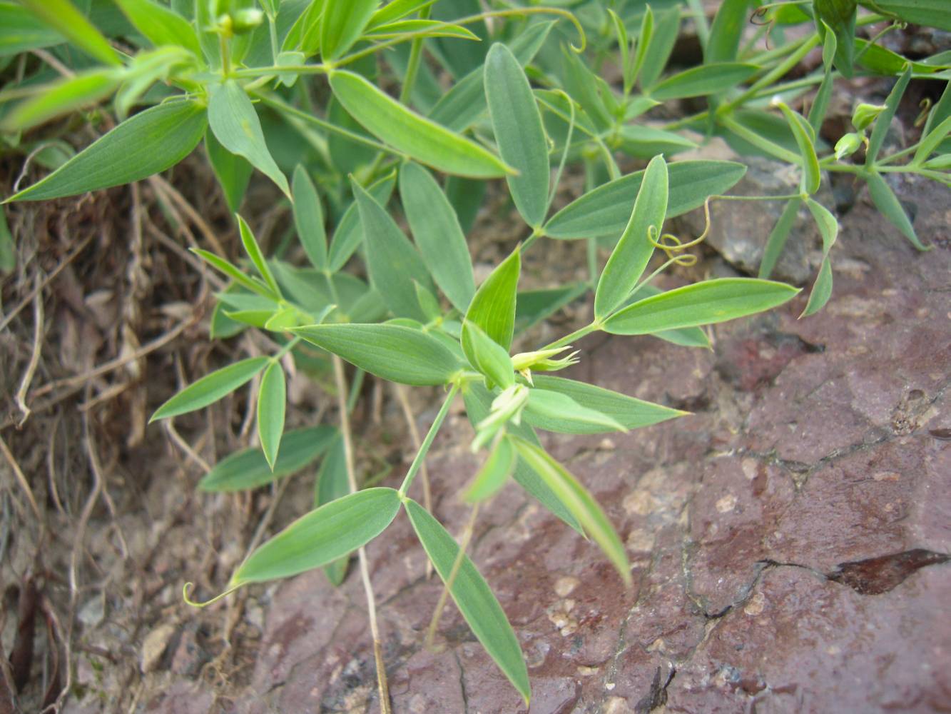 Image of Lathyrus pratensis specimen.