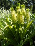 Eucomis autumnalis. Цветущее растение. Южный берег Крыма, Никитский ботанический сад. 21 июля 2012 г.