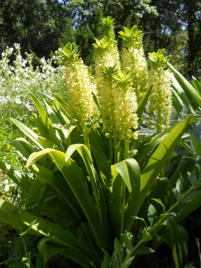 Image of Eucomis autumnalis specimen.