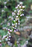 Polygonum