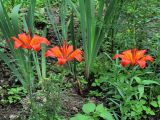 Lilium pensylvanicum