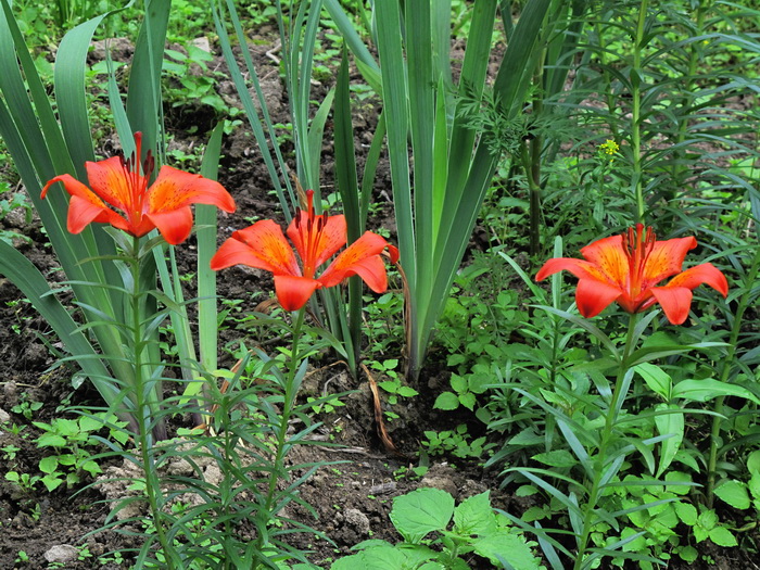 Изображение особи Lilium pensylvanicum.