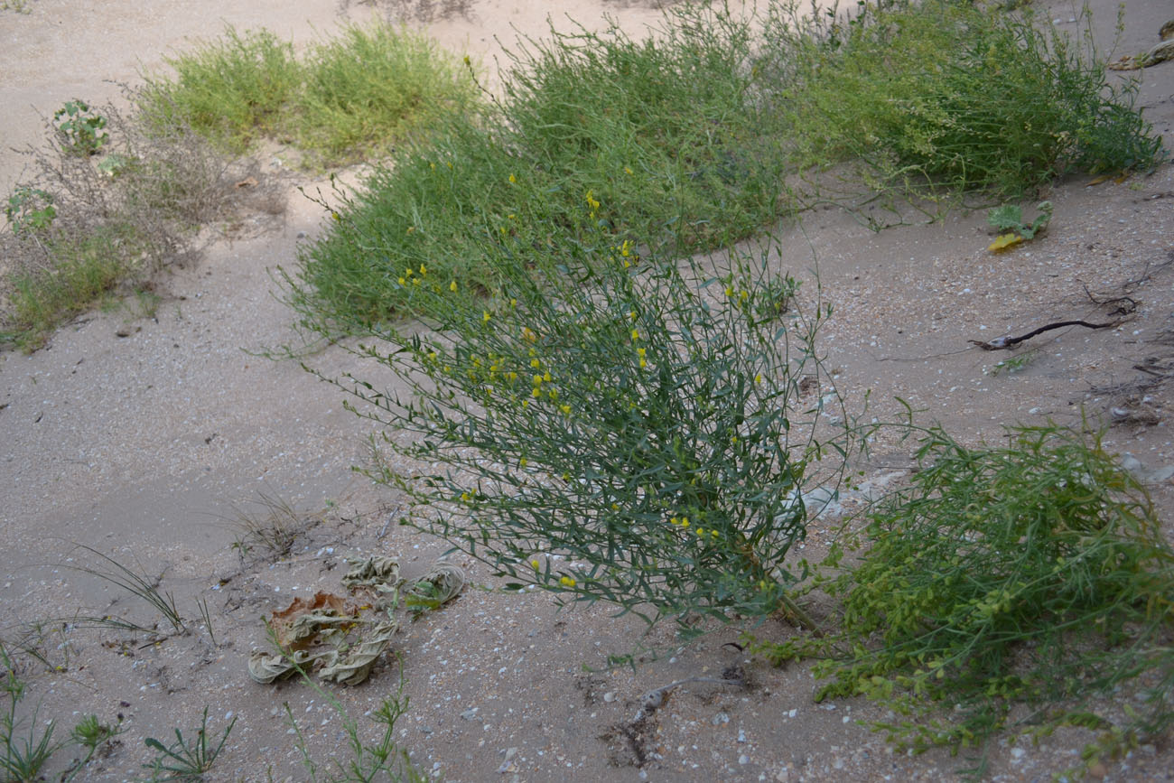 Изображение особи Linaria genistifolia.