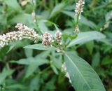 Persicaria lapathifolia