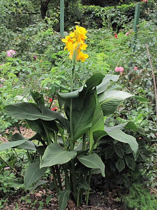 Image of genus Canna specimen.