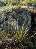 genus Carex