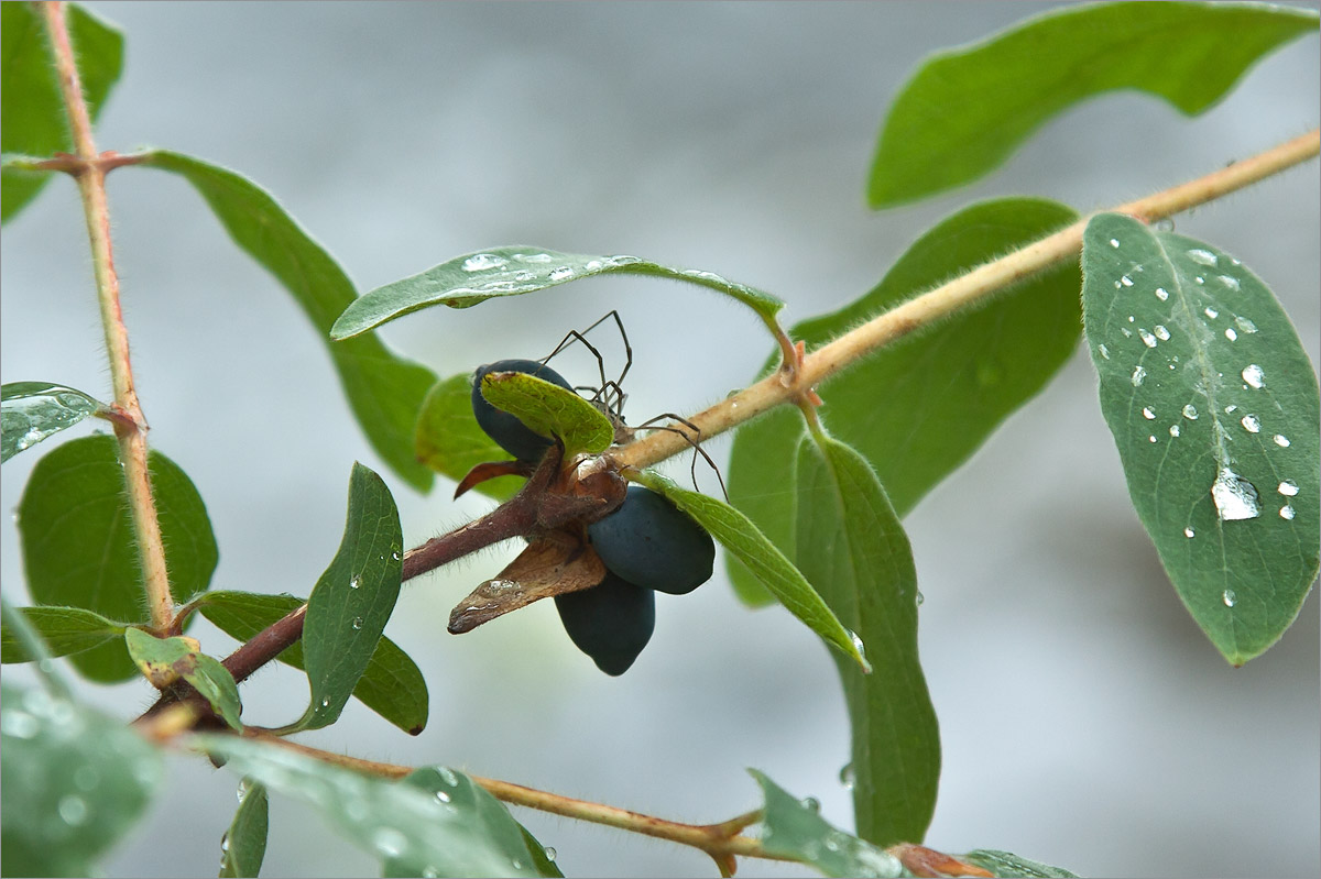 Image of Lonicera &times; subarctica specimen.