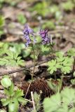 Corydalis solida