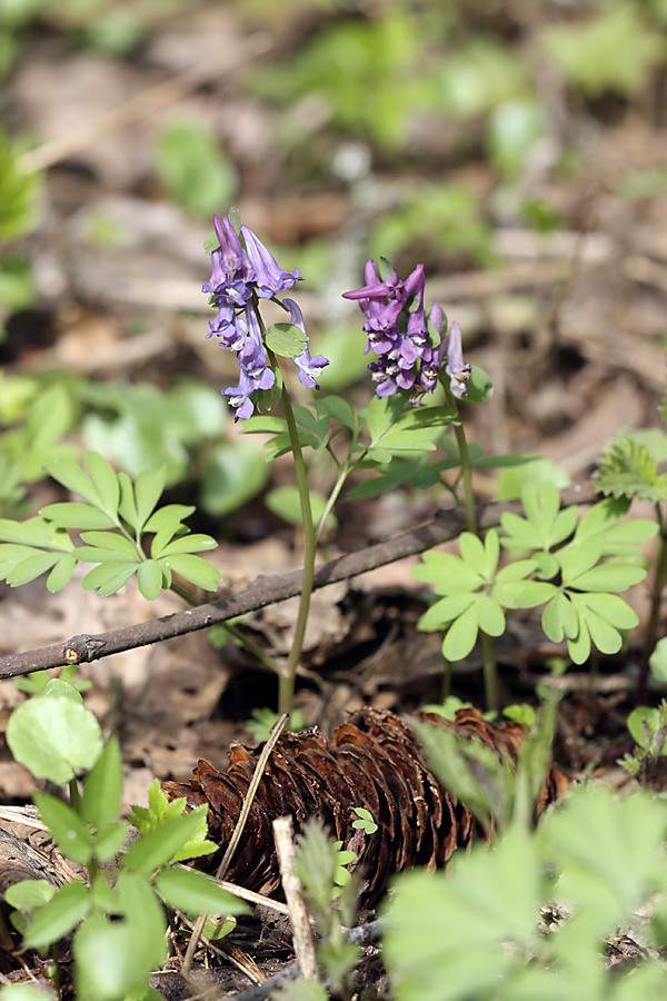 Изображение особи Corydalis solida.