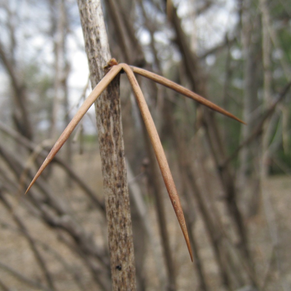 Image of Berberis amurensis specimen.