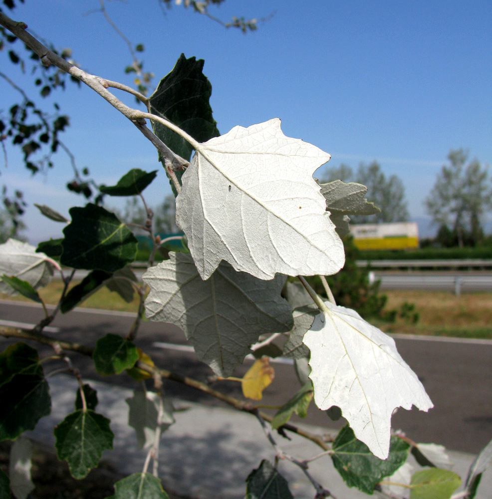 Image of Populus alba specimen.