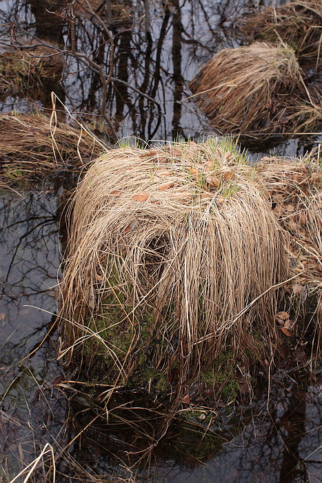 Image of Carex cespitosa specimen.