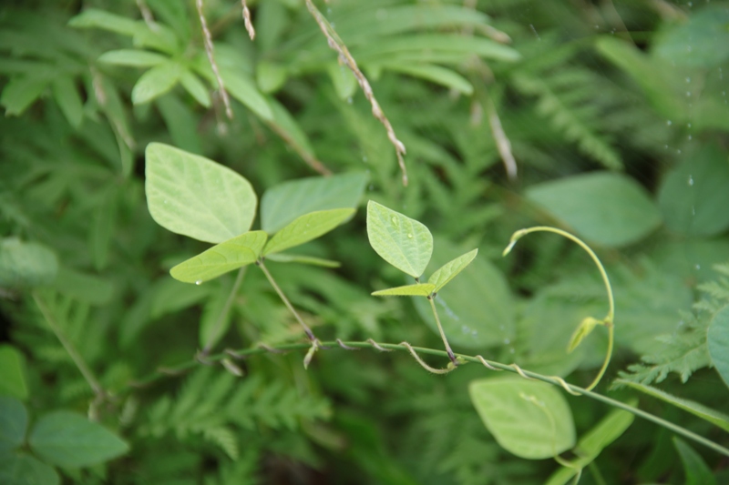 Изображение особи Amphicarpaea japonica.