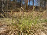 Carex vanheurckii. Цветущее растение. Хабаровский край, Ванинский р-н, окр. пос. Высокогорный, сухой каменистый склон. 12.05.2012.