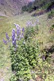 Aconitum talassicum. Цветущее растение. Южный Казахстан, Таласский Алатау, ущелье Коксай. 05.08.1996.