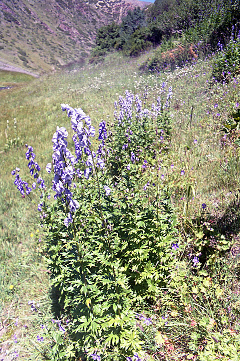 Изображение особи Aconitum talassicum.