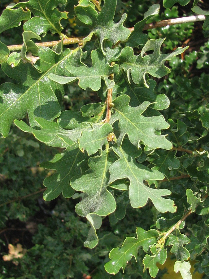 Image of Quercus pubescens specimen.