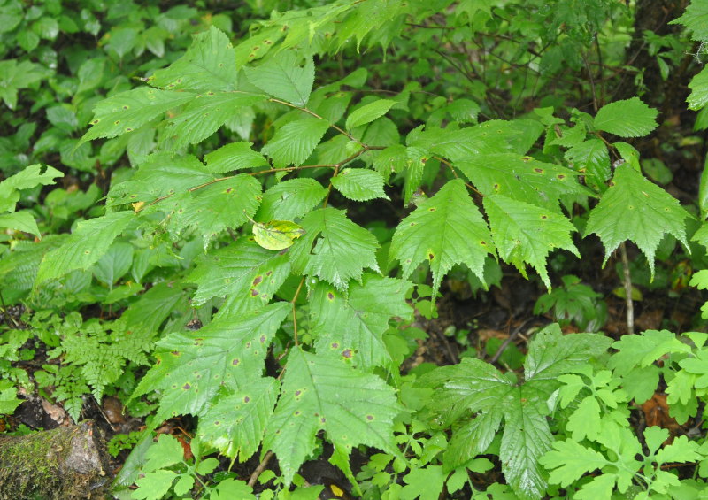 Image of Ulmus laciniata specimen.