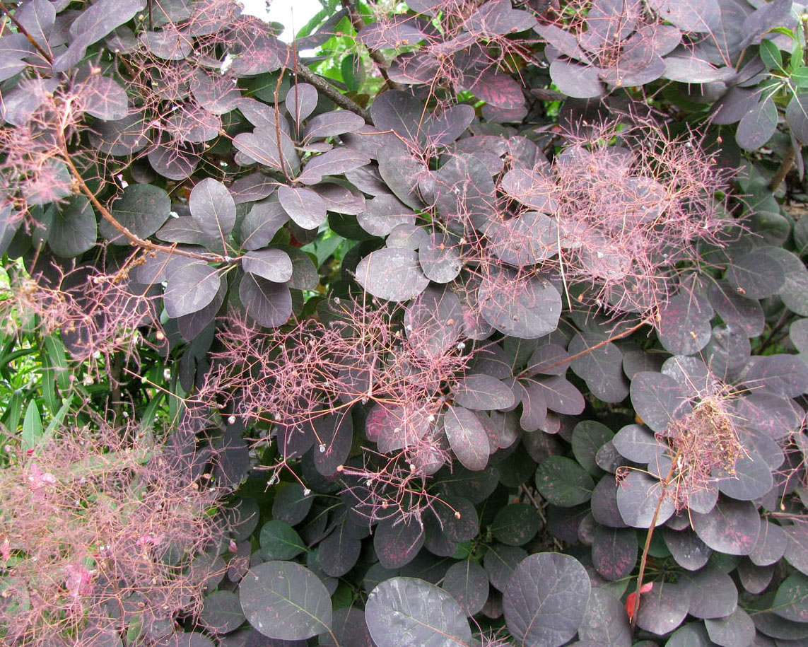 Image of Cotinus coggygria specimen.