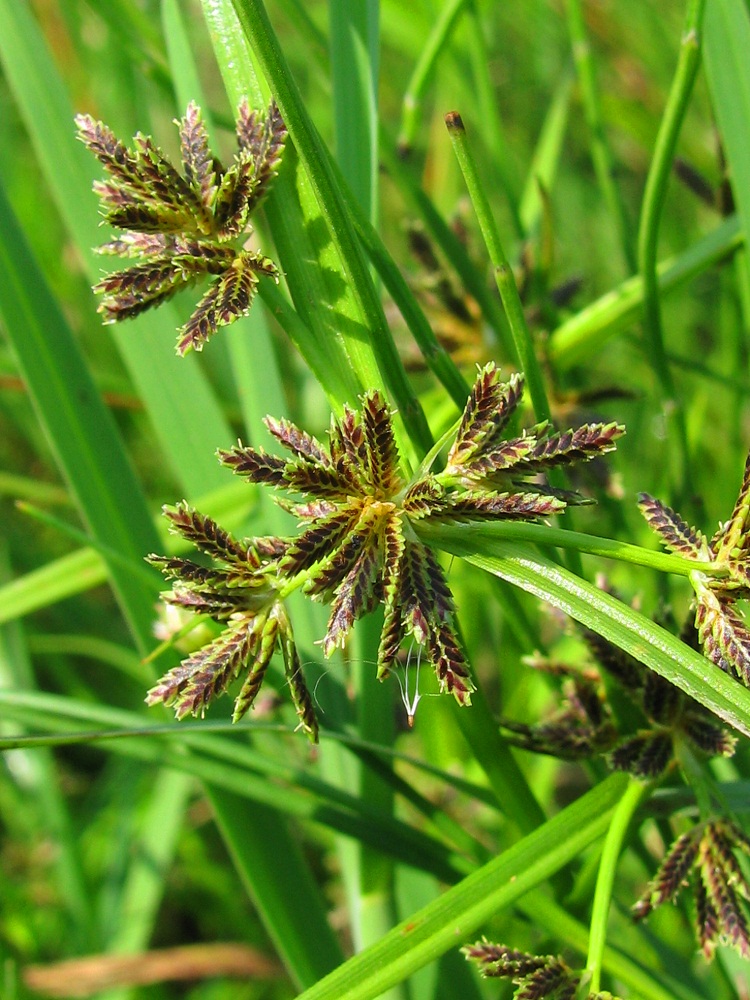 Image of Cyperus fuscus specimen.