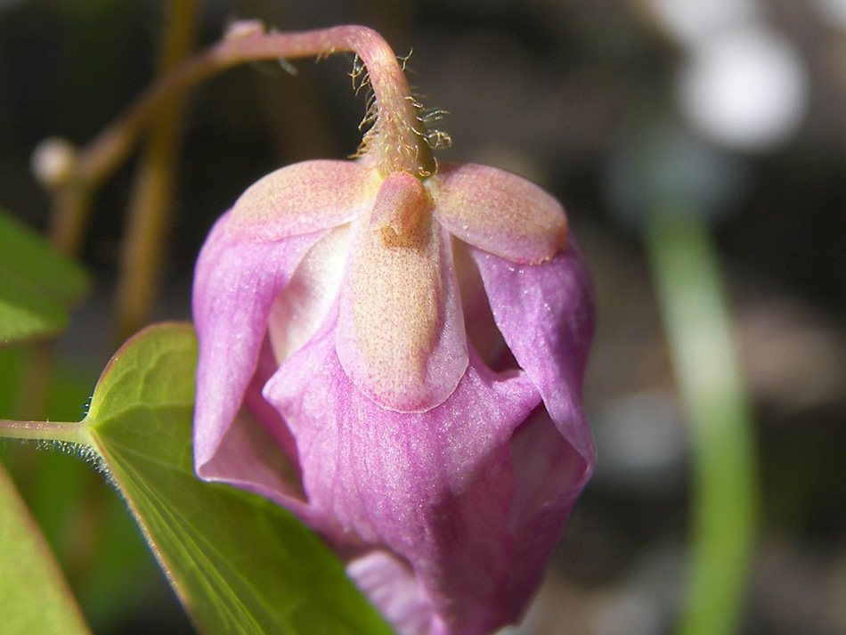 Изображение особи Epimedium macrosepalum.