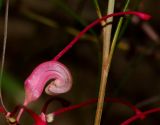 Grevillea longistyla. Раскрывшийся цветок (женская стадия цветения). Израиль, Шарон, г. Герцлия, в культуре. 03.02.2013.