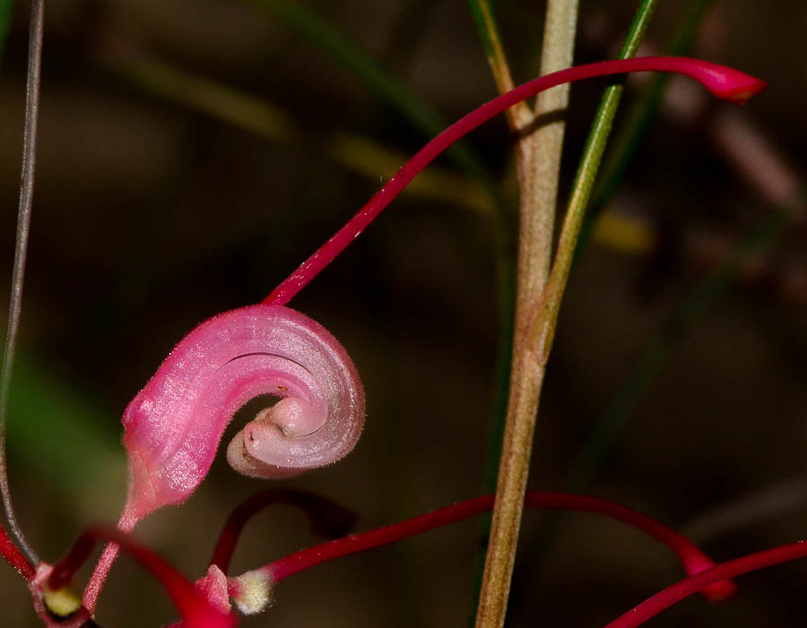 Image of Grevillea longistyla specimen.