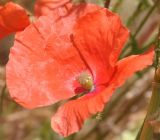 genus Papaver