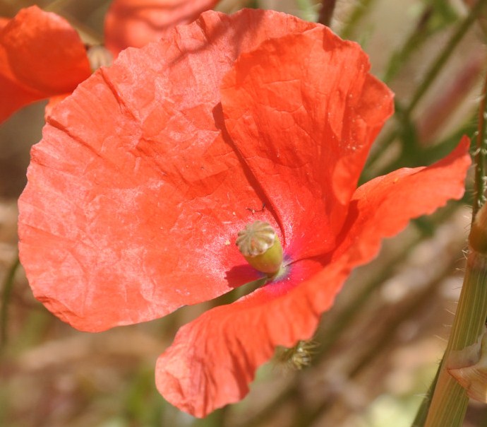 Изображение особи род Papaver.