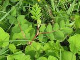 Astragalus glycyphyllos