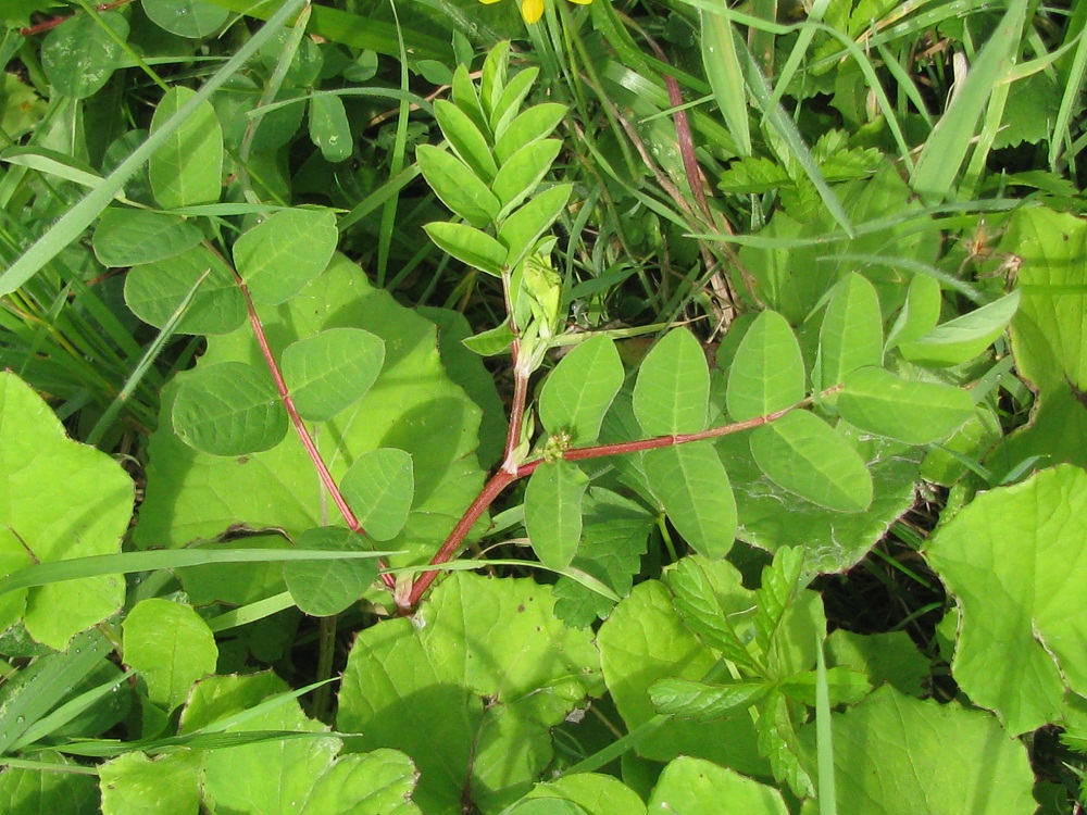 Изображение особи Astragalus glycyphyllos.