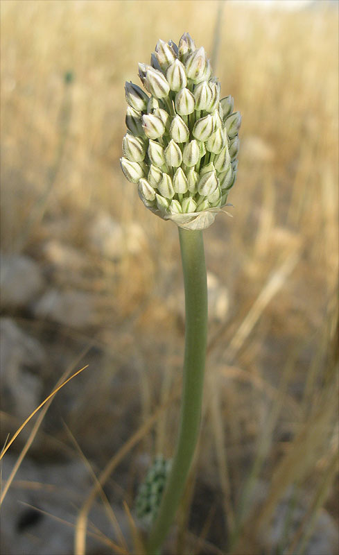 Изображение особи Allium artemisietorum.