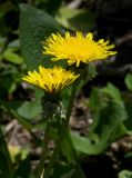 Taraxacum