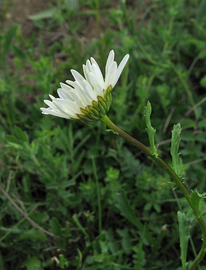 Image of Leucanthemum ircutianum specimen.