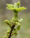 Ribes hispidulum