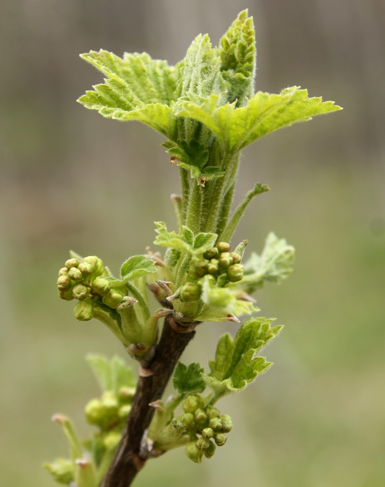 Изображение особи Ribes hispidulum.