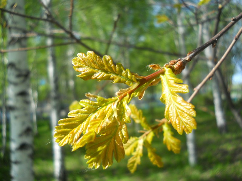 Изображение особи Quercus robur.