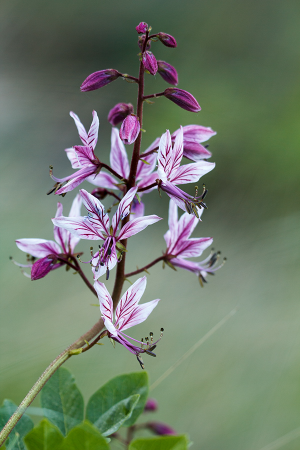 Изображение особи Dictamnus gymnostylis.